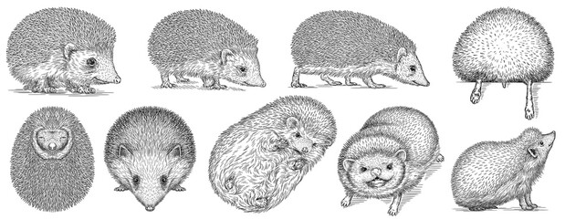 Vintage engrave isolated hedgehog set illustration cut ink sketch. Wild pet background line hedge art © Turaev