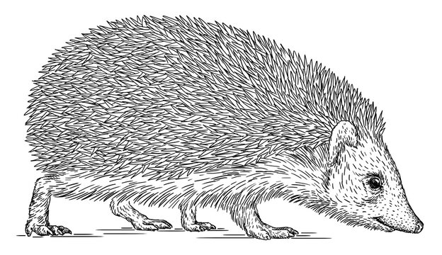 Vintage engrave isolated hedgehog set illustration cut ink sketch. Wild pet background line hedge art