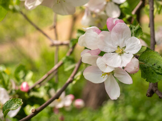 Fototapeta na wymiar Apple blossom in spring garden. Copy space. White flowers on a branch of an apple tree against the background of a green blurred garden. Space for text.