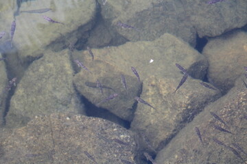 Little Fish In The Lake, Jasper National Park, Alberta