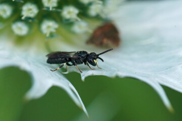 Closeup on a small male Common yellow face bee, Hylaeus communis sitting on a thistle leaf