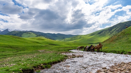 Horses at a watering hole in the mountains. Mountain river. Beautiful mountain gorge