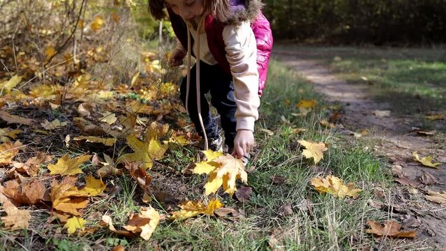 a little girl collects yellow leaves in an autumn forest on a sunny day