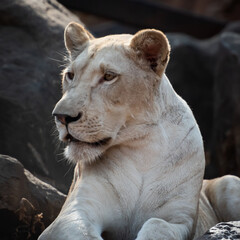 Close-up portrait of a white lion was taken through a fence in the zoo.