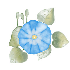 Morning glory watercolor style for decorative.