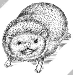 Vintage engrave isolated hedgehog set illustration cut ink sketch. Wild pet background line hedge vector art