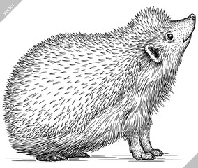 Vintage engrave isolated hedgehog set illustration cut ink sketch. Wild pet background line hedge vector art © Turaev