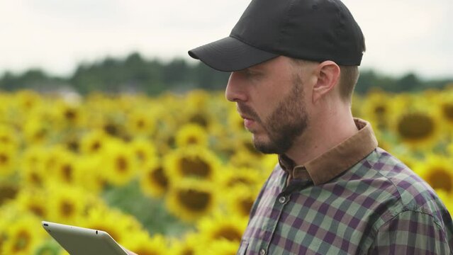 Portrait, farmer man stands in field of sunflowers and works on a screen tablet, investigating plants, ecologist man analyzes the growth and ripening of sunflowers, Handheld.