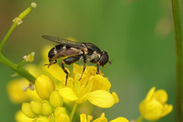 Closeup on a small Thick-legged hoverfly, Syritta pipiens, sitting on a yellow Rorippa sylvestris flower