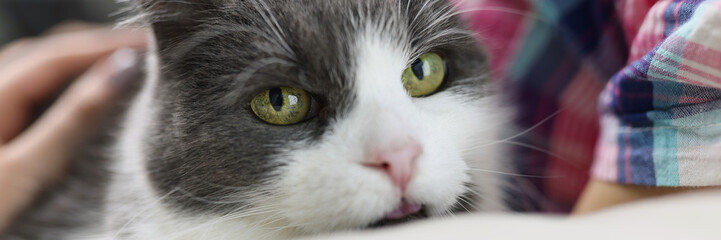 Woman holding beautiful cat with green eyes closeup