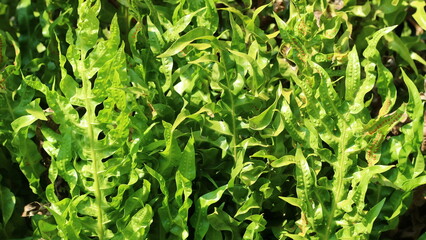 Flowers that have very beautiful winding leaves