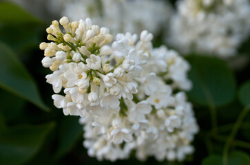 Close up of lilac branch in bloom