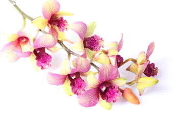Fototapeta na wymiar Pink orchids isolated on white background