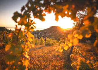 Nice vineyard at lake Balaton in autumn