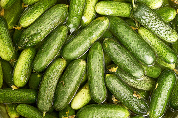 harvest of fresh green cucumbers close-up background backdrop