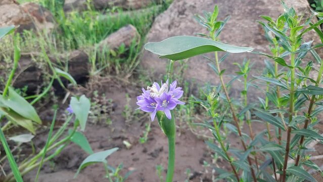 Monochoria vaginalis Flower. It is a species of flowering plant in the water hyacinth family. Its other names names  heartshape false pickerelweed and oval leafed pondweed. Blue water hyacinth flower.