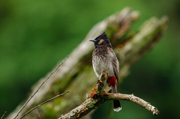Red-vented bulbul (Pycnonotus cafer) photographed in Bhutan