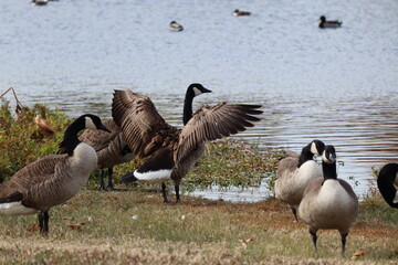 Canadian geese by water