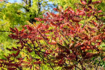 Minimalist monochrome background with large red and orange leaves and small flowers of Rhus shrub, commonly known as sumac, sumach or sumaq, in a a garden in a sunny autumn day.