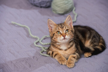 A striped kitten indoors lies on a bed with balls of woolen yarn and looks up in fascination. Copy space
