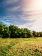 Field with cut and uncut green grass by a forest. Warm sunny day. Agriculture industry. Creating stock for winter concept. Blue cloudy sky.