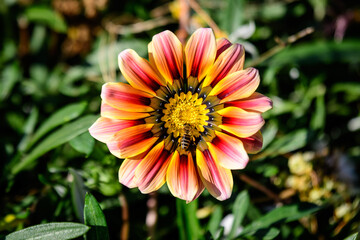 Top view of one vivid yellow and orange gazania flower and blurred green leaves in soft focus, in a garden in a sunny summer day, beautiful outdoor floral background.