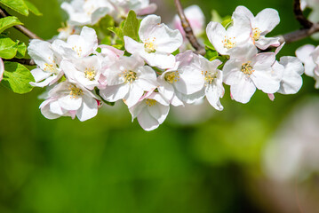 Obraz na płótnie Canvas appletree blossom branch in the garden in spring 