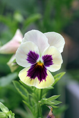 Purple and white pansy flower on a plant in a garden