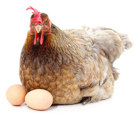 Chicken and two eggs.