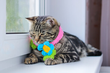 Striped gray cat in a colored scarf