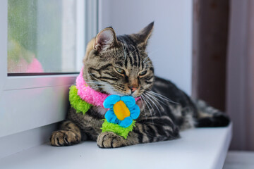 Striped gray cat in a colored scarf