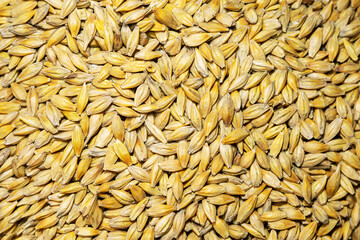 Wheat grains as background texture, top view.