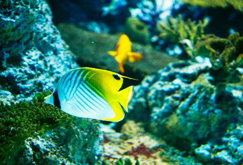 Naklejka na ściany i meble Threadfin butterflyfish swimming in coral reef ocean water