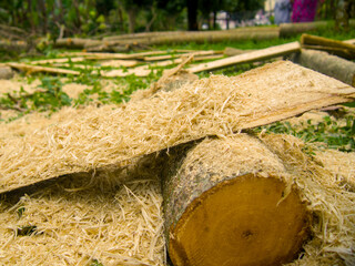 pieces of wood from a tree
