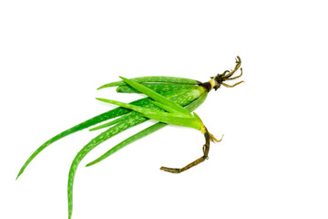 Aloe plant herbs isolated on white background