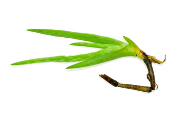 Obraz premium Aloe plant herbs isolated on white background