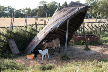 Goat family hiding under old wooden fishing boat for shade during hot sunny summer day. Cute domestic farm animals on a field. 