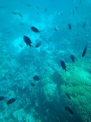 The underwater world of the sea with corals and schools of fish