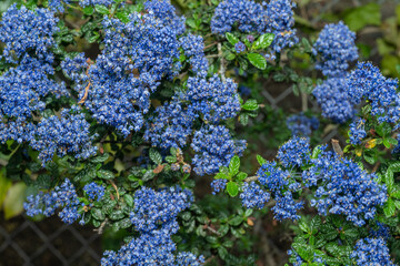 Wavyleaf ceanothus