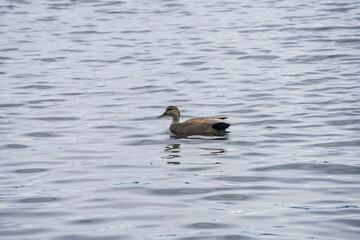 Gadwall