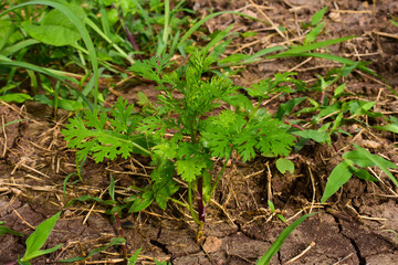 Close up fresh growing green coriander (cilantro) leaves in vegetable plot