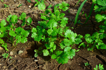 Close up fresh growing green coriander (cilantro) leaves in vegetable plot