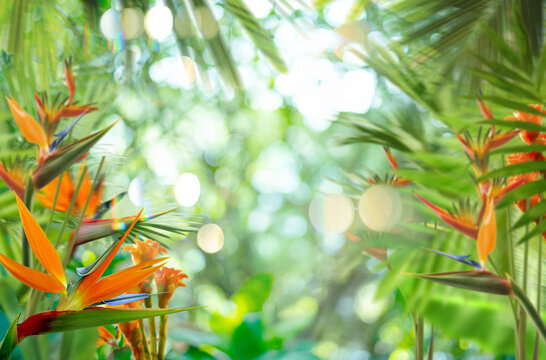 tropical forest background, leaves background
