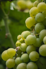 Beautiful grapes leaves in a vineyard, garden. Vineyard background in summer. Beautiful sunny day. Detail, green grapes unripe close up