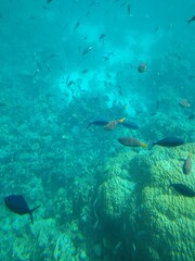 The underwater world of the sea with corals and schools of fish