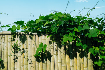 Fototapeta premium bamboo fence
