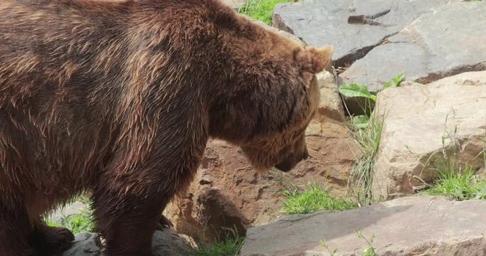 Eurasian Brown Bear in captivity