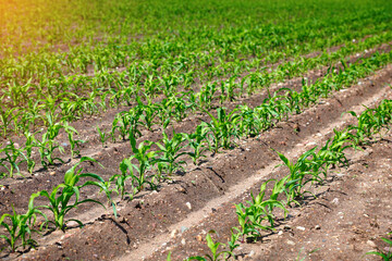 Corn field. Grow and plant corn. Corn crop gardening. Cornfield, young sprouts growing in rows. Rows of young small corn plants on farm field at summer time. 