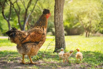 Hen with chicks on rural farm