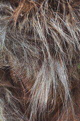 Fototapeta premium palm tree trunk
